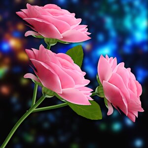 Leaf pink flowers pink
