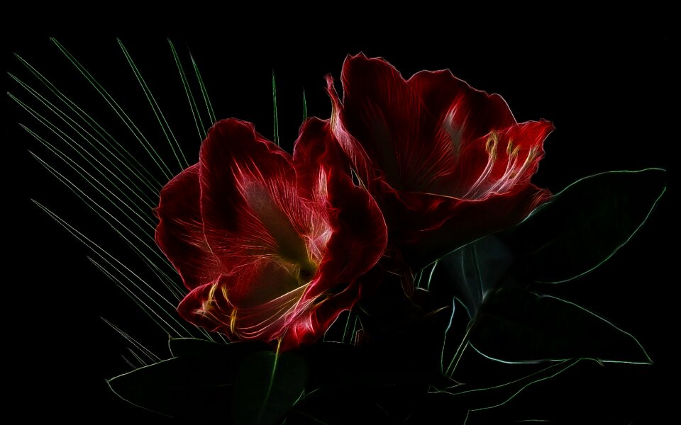 Flower blossom bloom