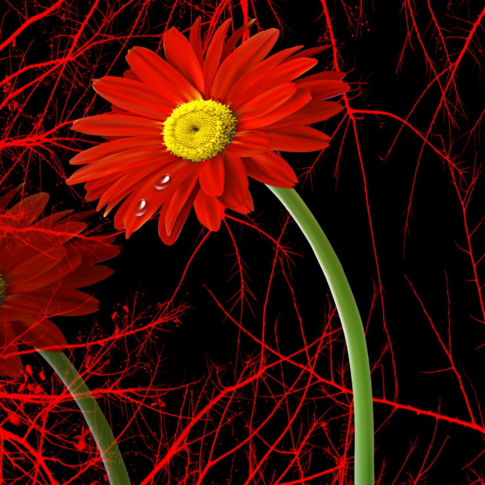 Petal color daisy