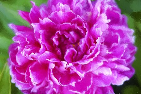 Garden leaf peony
