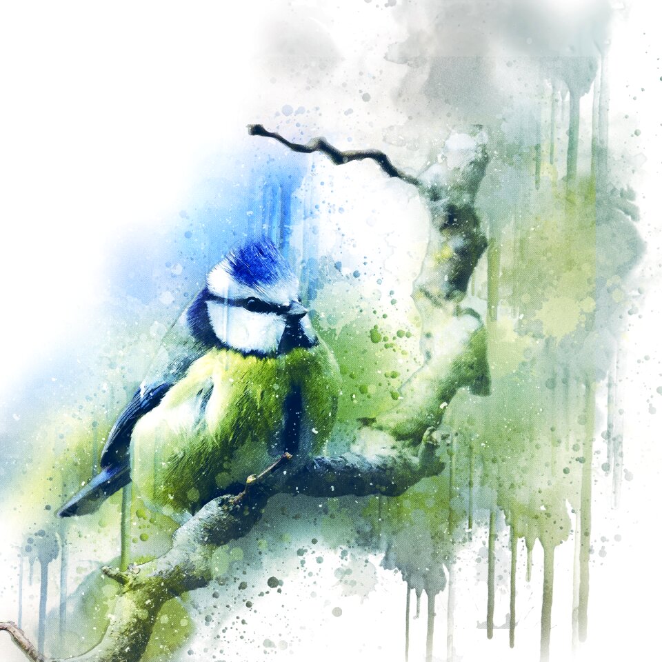Fauna tit animal