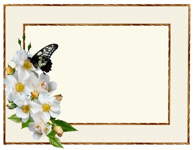 Insect frame Free illustrations