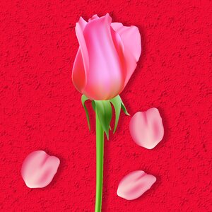 Background texture petal