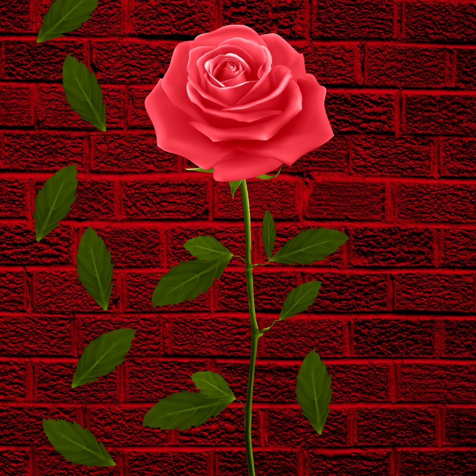 Rosa leaves wall