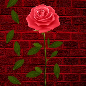 Rosa leaves wall