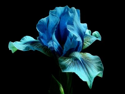 Flower plant background