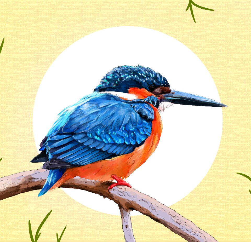 Beak animalia animal world