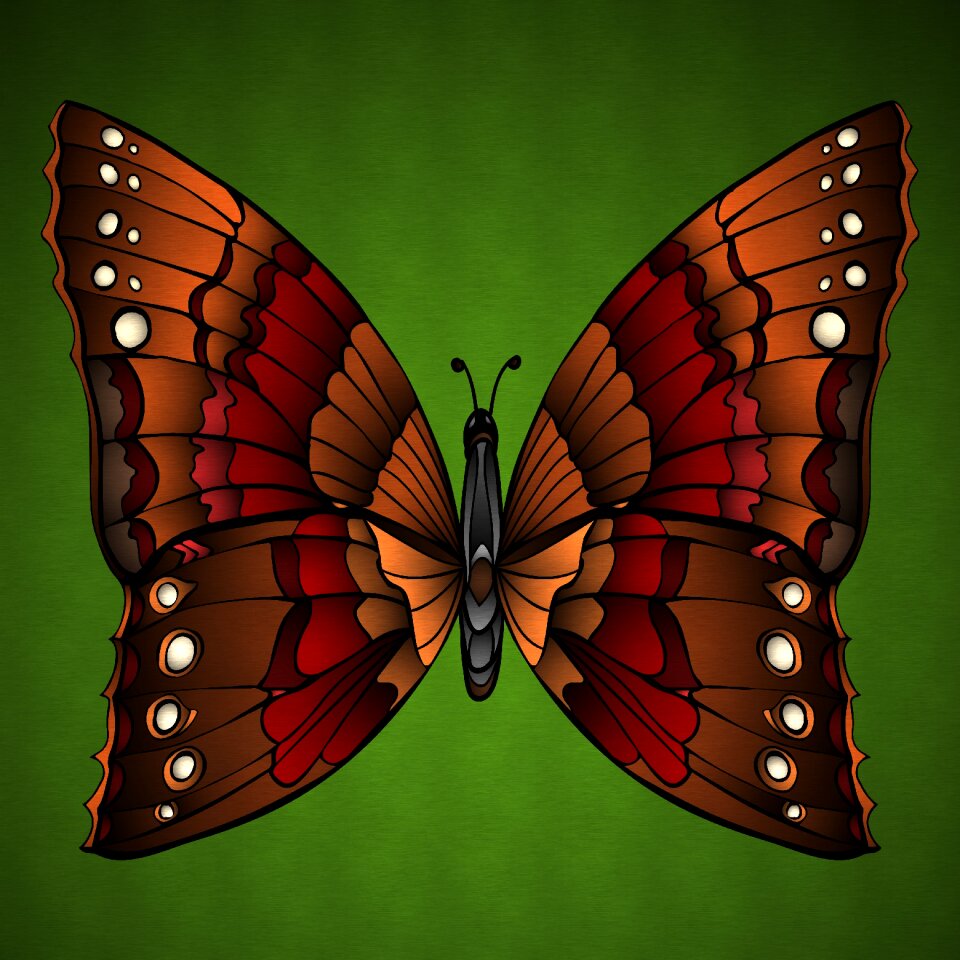 Insect nature wing