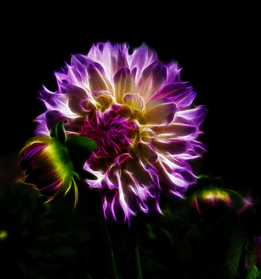 Close up magic plant