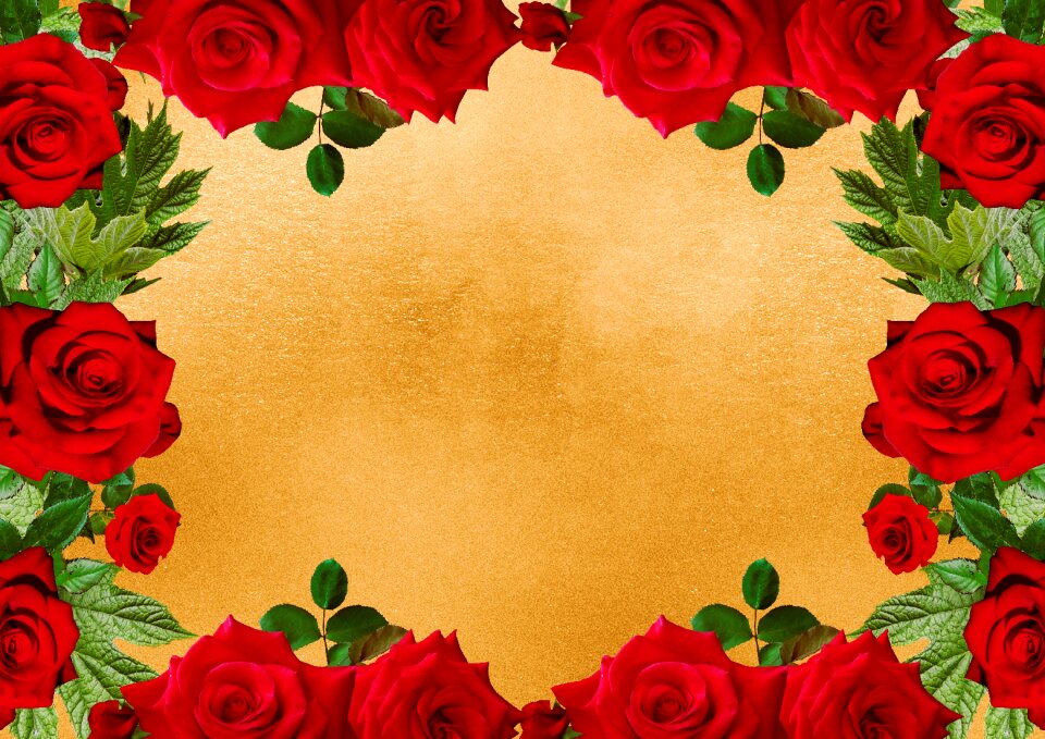 Red roses copy space roses