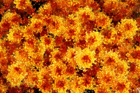 Chrysanthemum background kaleidoscope