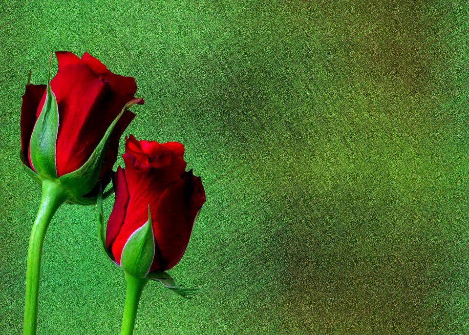 Red rose rose bloom rose blooms