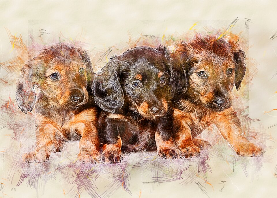 Puppy animal pet