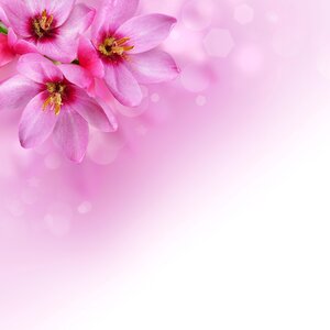 Romantic floral greeting card