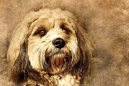 Abstract vintage animal