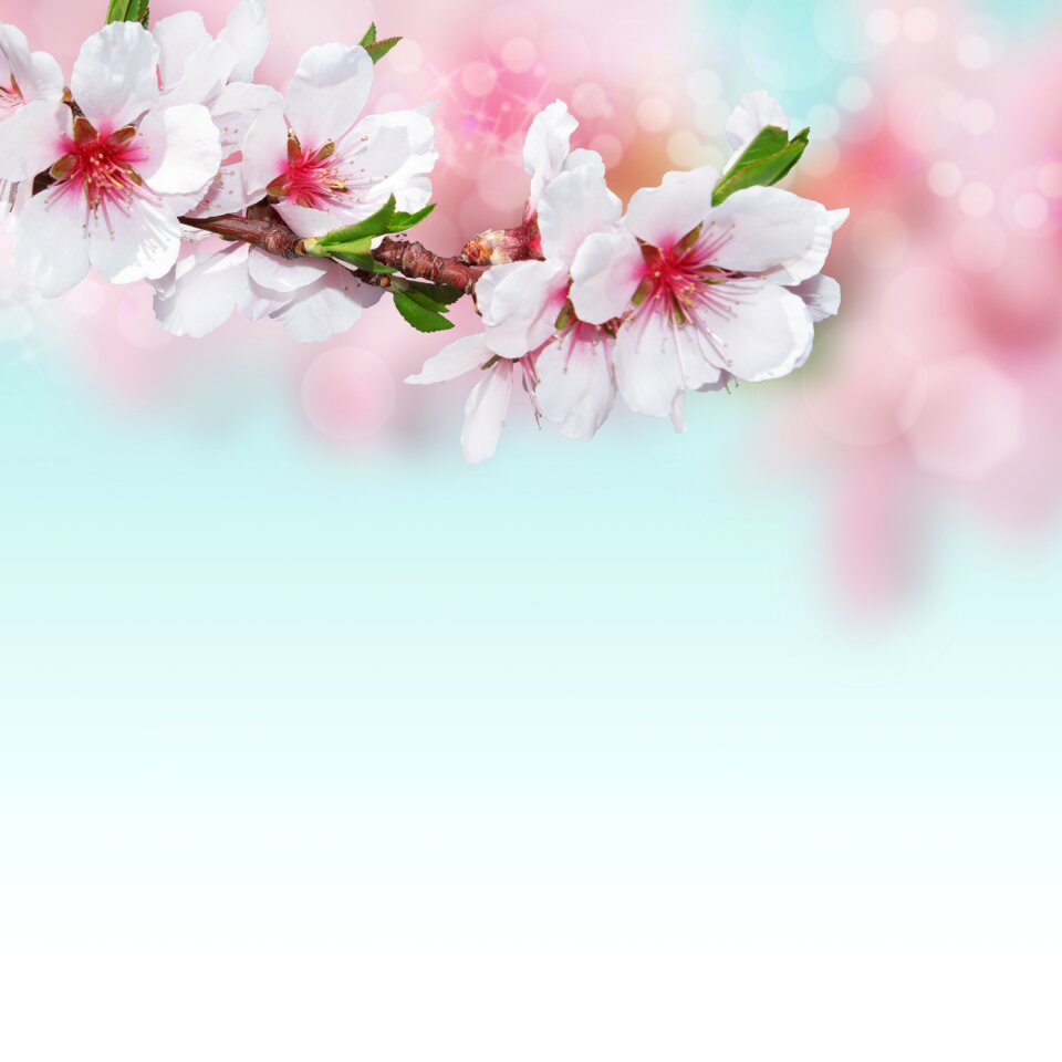 Pink nature flowering twig