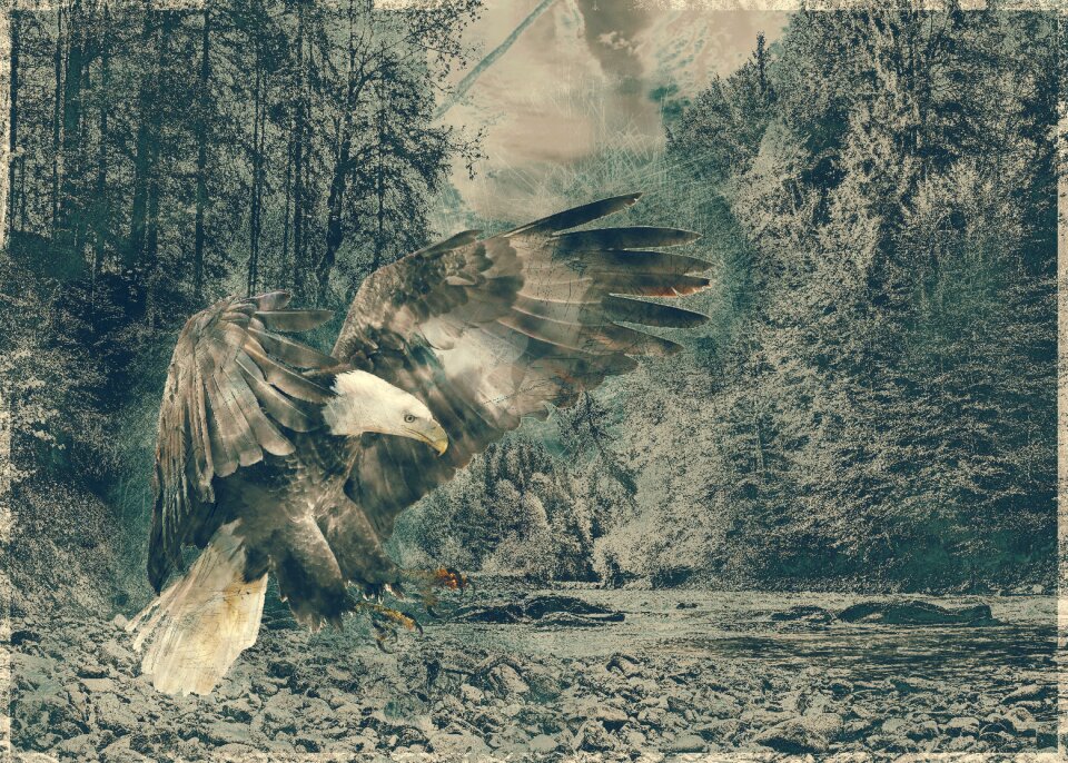 Adler nature animal