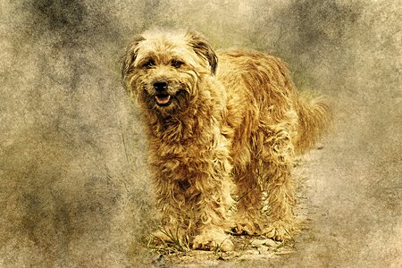 Abstract pet vintage