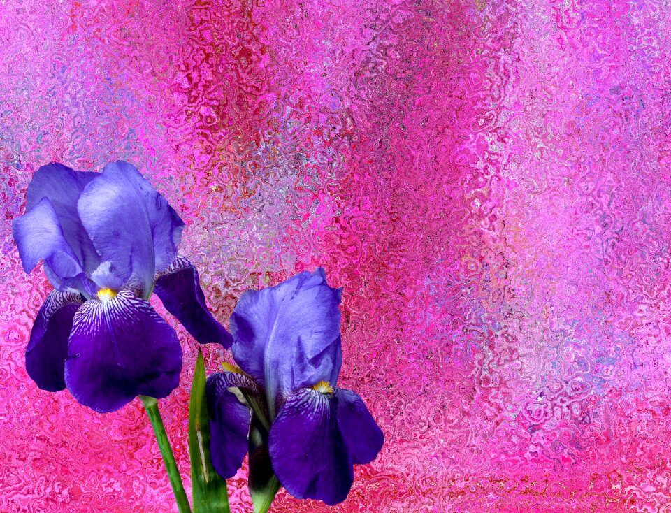 Bloom garden schwertliliengewaechs