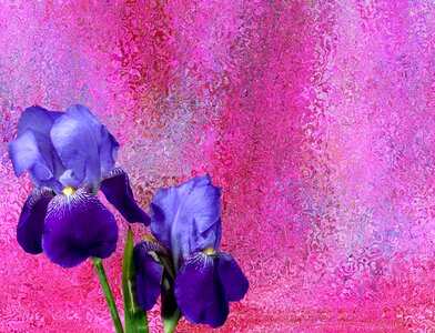 Bloom garden schwertliliengewaechs