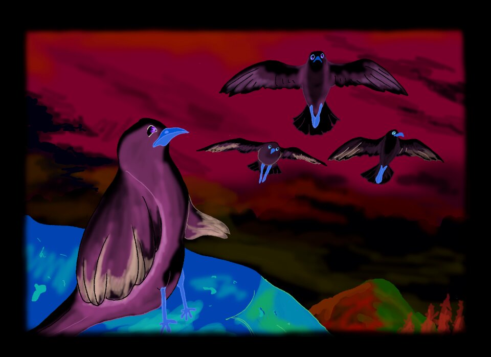 Seagull animals outdoor
