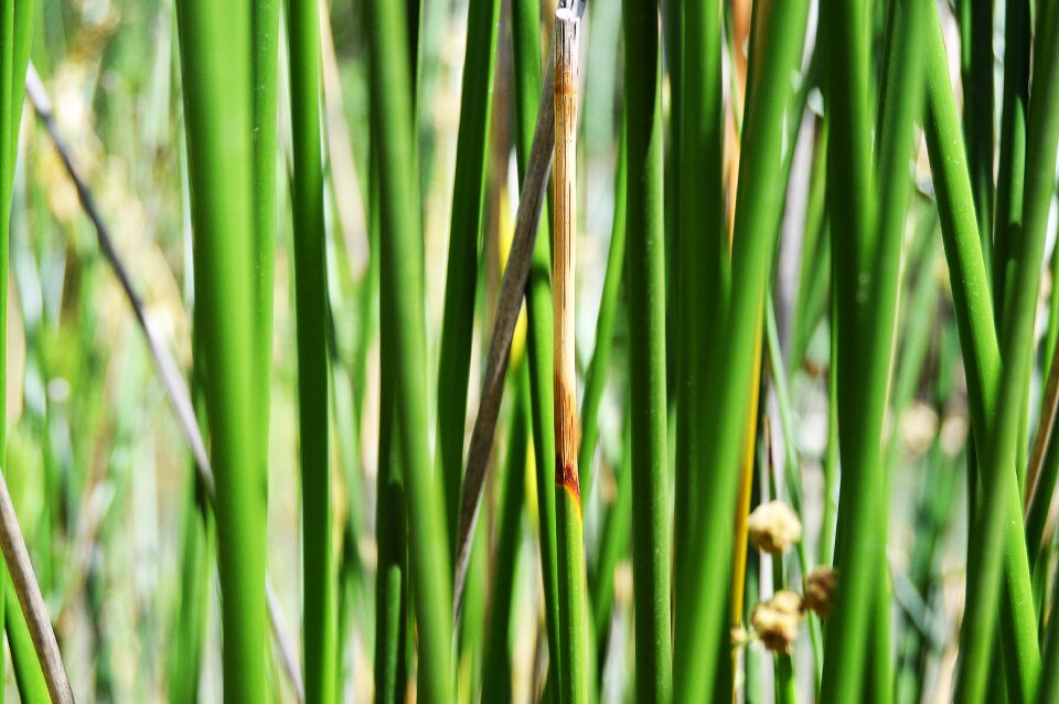 Background river textured reeds