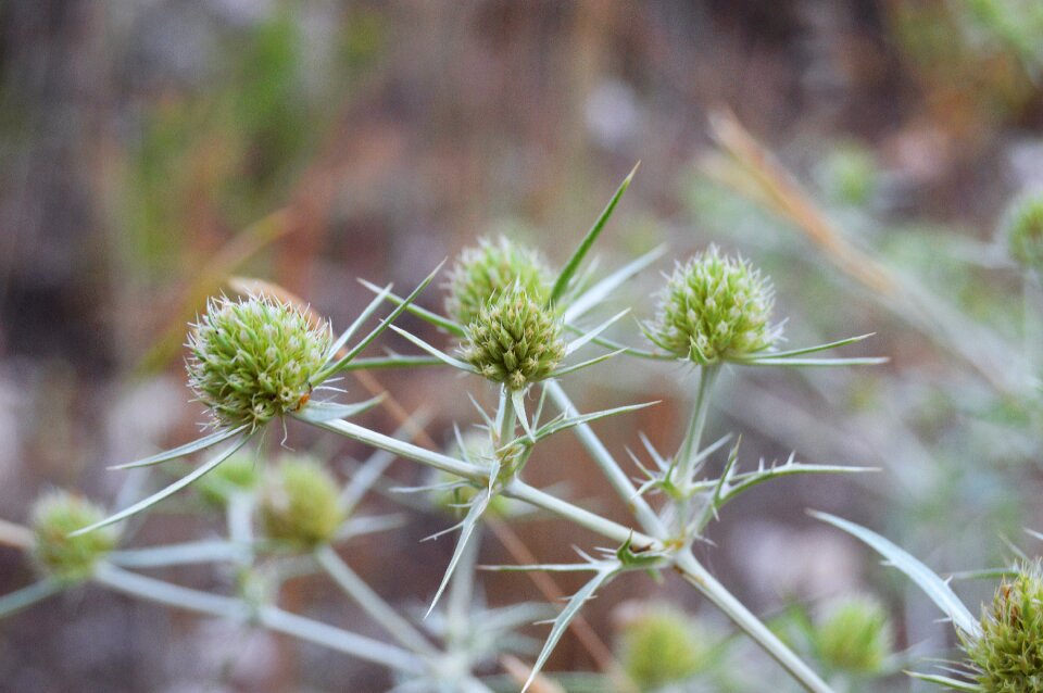 Thorny cotton thistle plant
