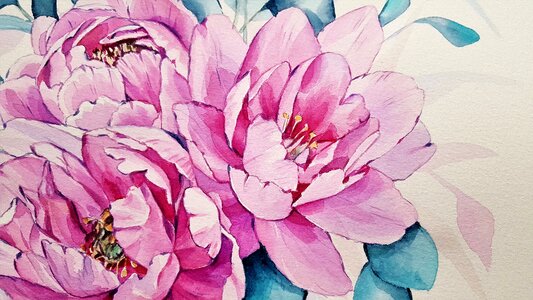 Peonies pink nature