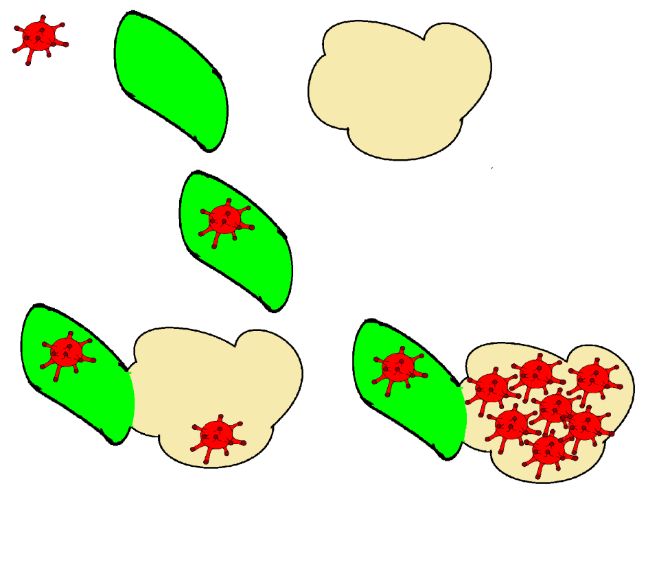 Bacteria cell Free illustrations