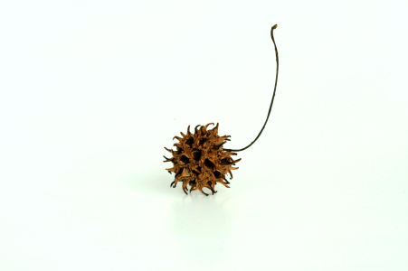 Seed acorn Free illustrations