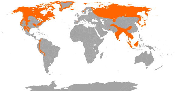 Global international cartography