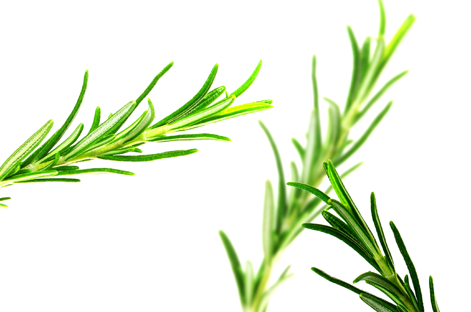 Rosemary pool Free illustrations
