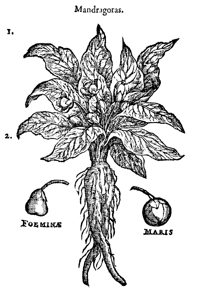Health mandragoras Free illustrations