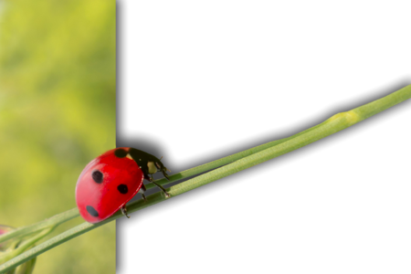 Halm grass brennessel