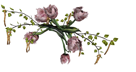 Birch flowers Free illustrations