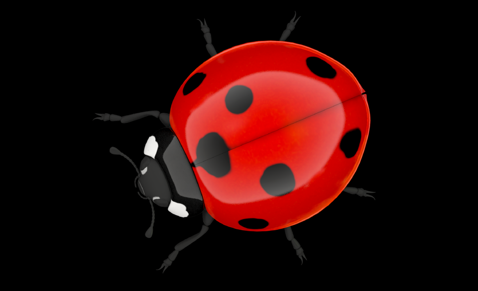 Beetle lucky charm nature