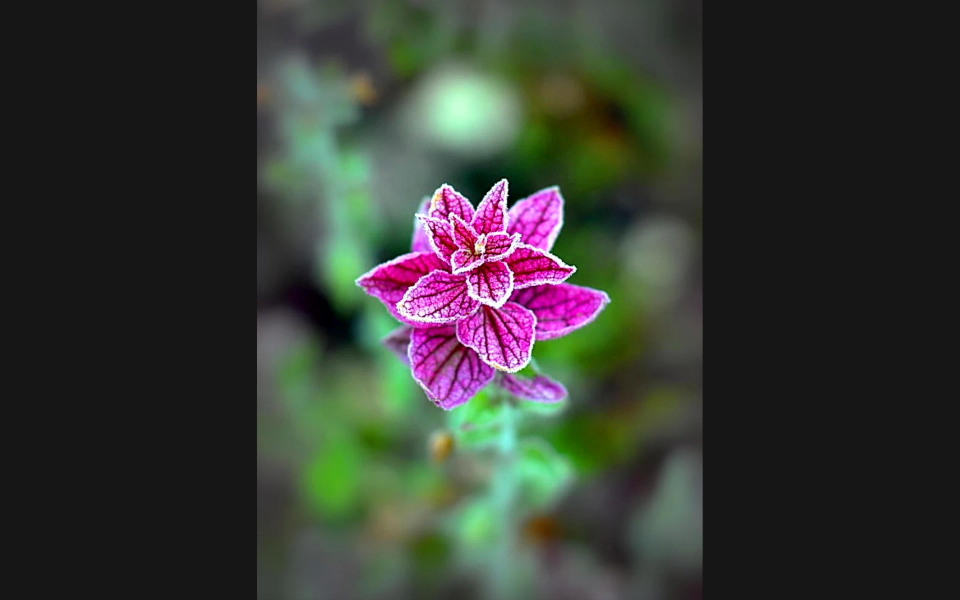 Spring wild herb Free illustrations