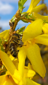 Flower insect nature