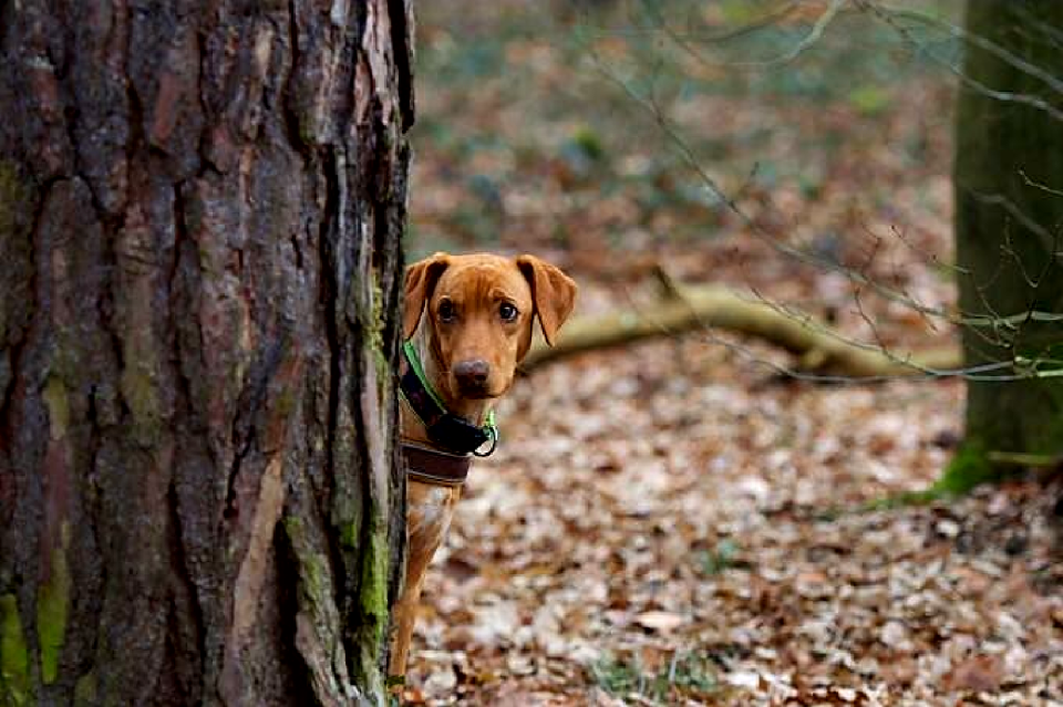 Dog view Free illustrations