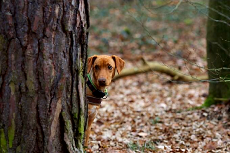 Dog view Free illustrations