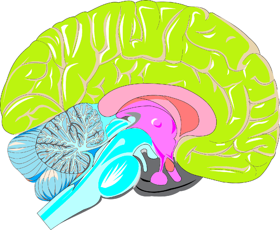 Limbic neocortex Free illustrations
