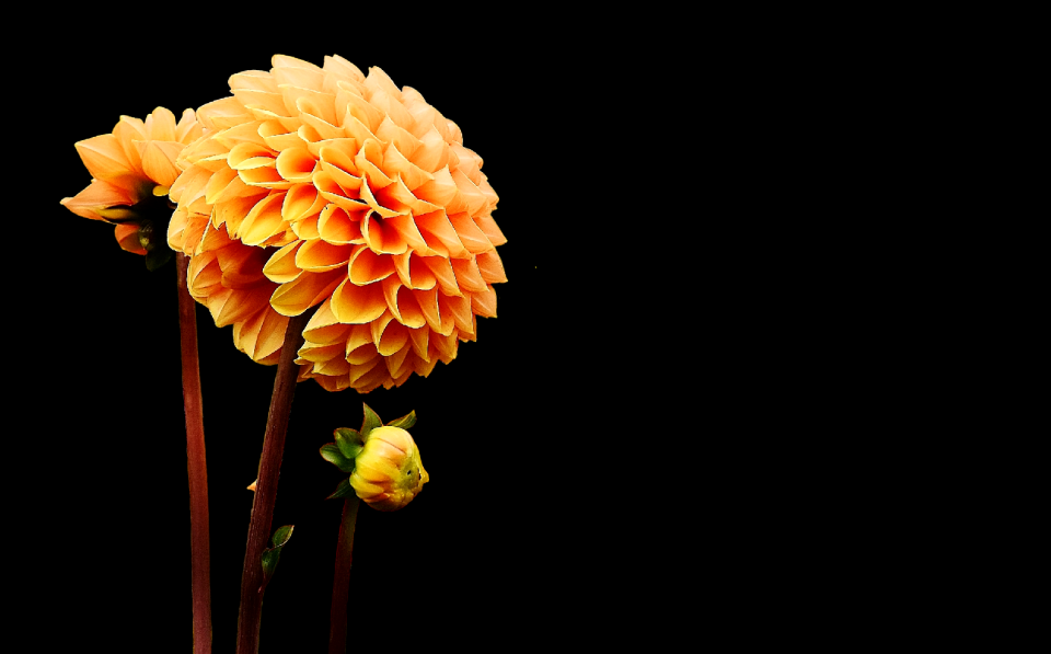 Asteraceae flower garden ornamental flower