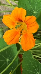 Petals striped garden