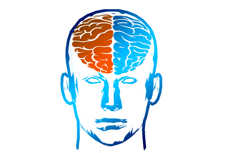 Cerebral hemispheres next right