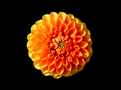 Dahlia garden garden plant blossom