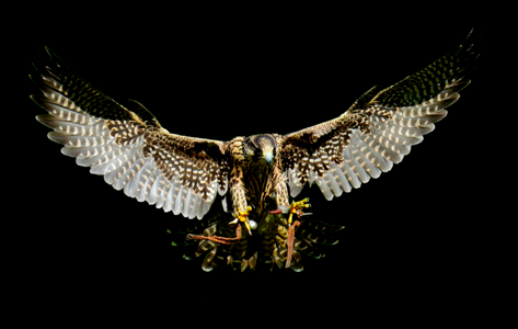 Access raptor wild animal