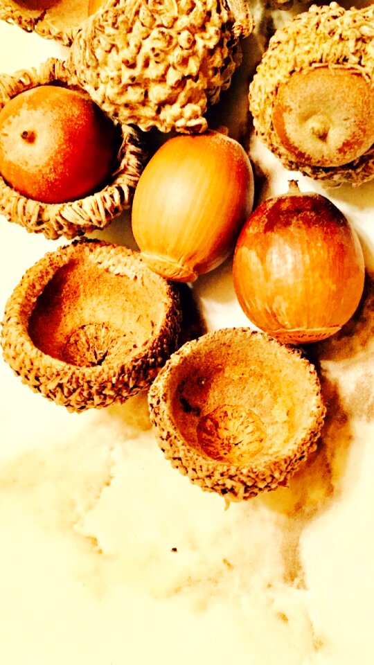 Seeds groceries Free illustrations