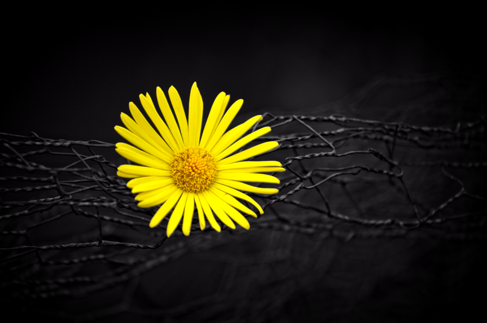 Bloom contour nature
