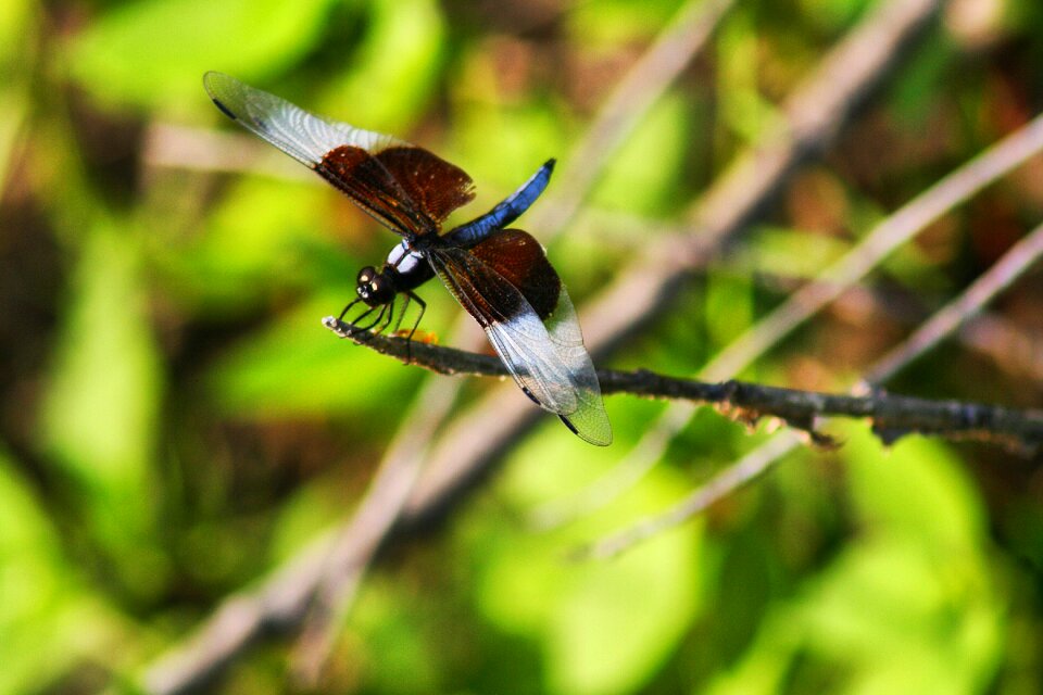 Damselfly insect wing