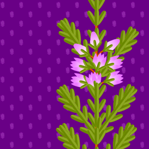 Violet purple pattern